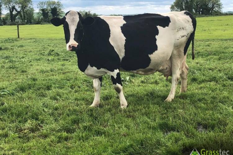 9 Holstein Holstein Friesian Cross In Calf Breeding Dairy Females