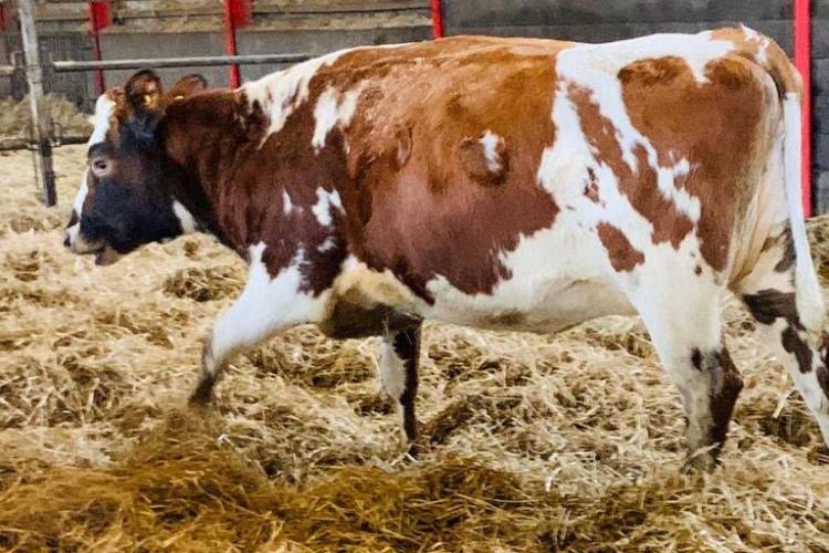 40 Montbeliarde, Norwegian Red, Holstein Friesian Cross InCalf