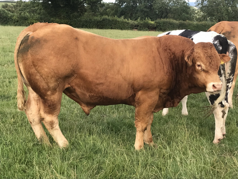 1 Pedigree Limousin Breeding Bull - SellMyLivestock