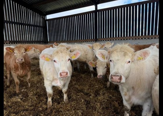 Charolais cattle for sale available at LIVESTOCK FOR SALE USA