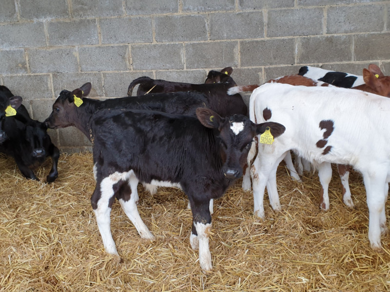 37 NZ Friesian, Holstein Friesian, British Friesian Cross Store Calves