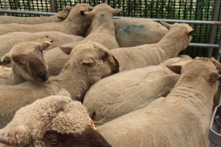 10 Pedigree Dorset Down Breeding Rams, Shearlings - SellMyLivestock