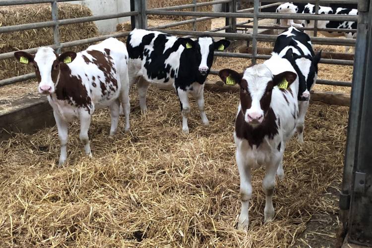 59 Holstein Cross Breeding Heifers SellMyLivestock