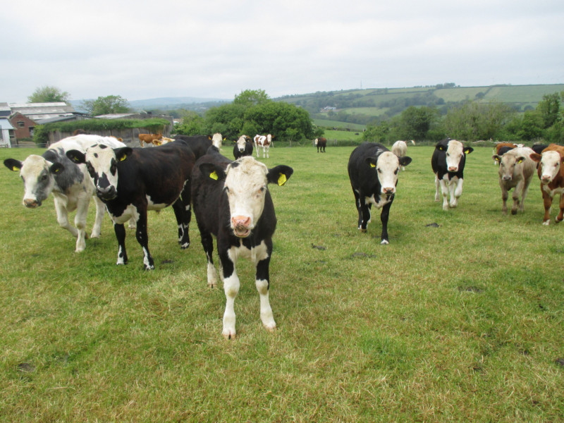 120 Limousin, Charolais, Hereford Cross Store Heifers, Steers ...