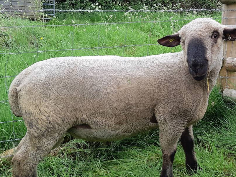 9 Pedigree Hampshire Down Breeding Rams - SellMyLivestock