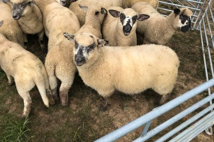 15 Hampshire Down Cross Breeding Lambs SellMyLivestock