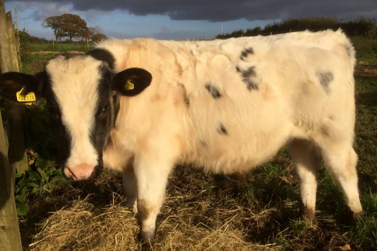 5 Shorthorn, Aberdeen Angus, British Blue Cross Store Calves