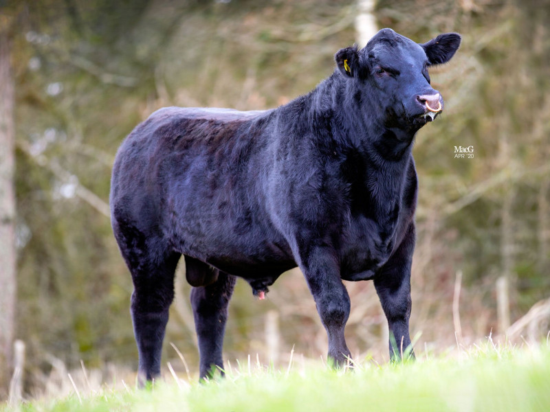 4 Pedigree Aberdeen Angus Breeding Bulls SellMyLivestock