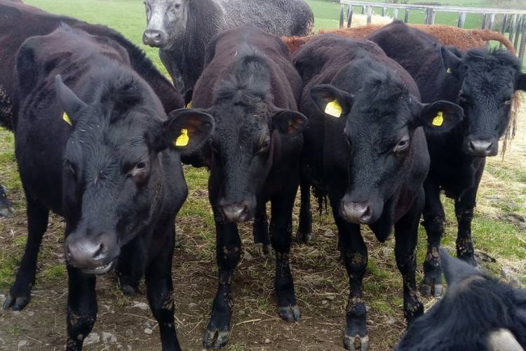 4 Aberdeen Angus Cross Breeding, Store Heifers, Steers - SellMyLivestock