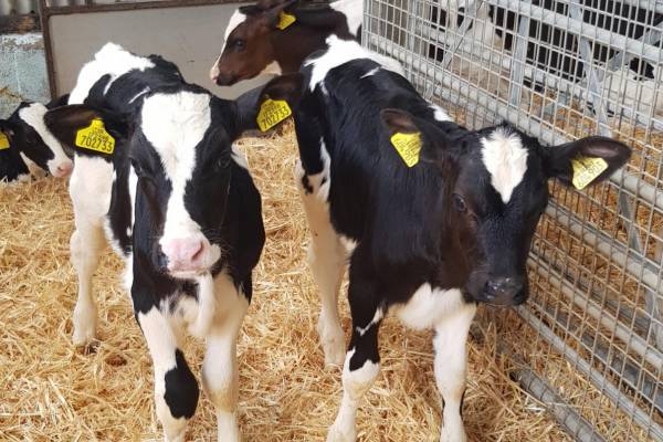 15 Holstein Friesian Store Calves - SellMyLivestock