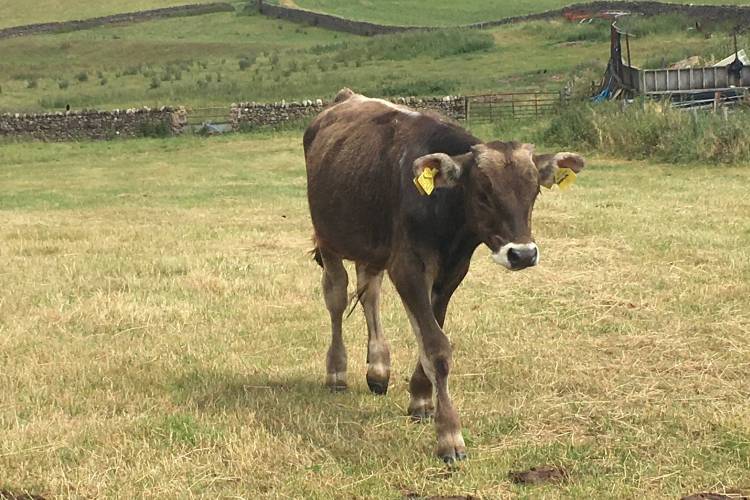 2 Brown Swiss Store Calves SellMyLivestock