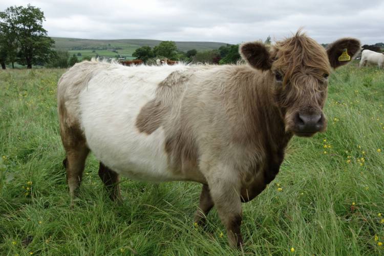 1 Belted Galloway, Highland Cross In-Calf Breeding Cow - SellMyLivestock