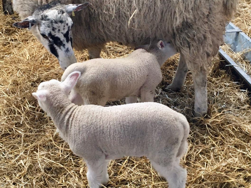 6 North of England Mule Breeding Ewes with Lambs at Foot - SellMyLivestock