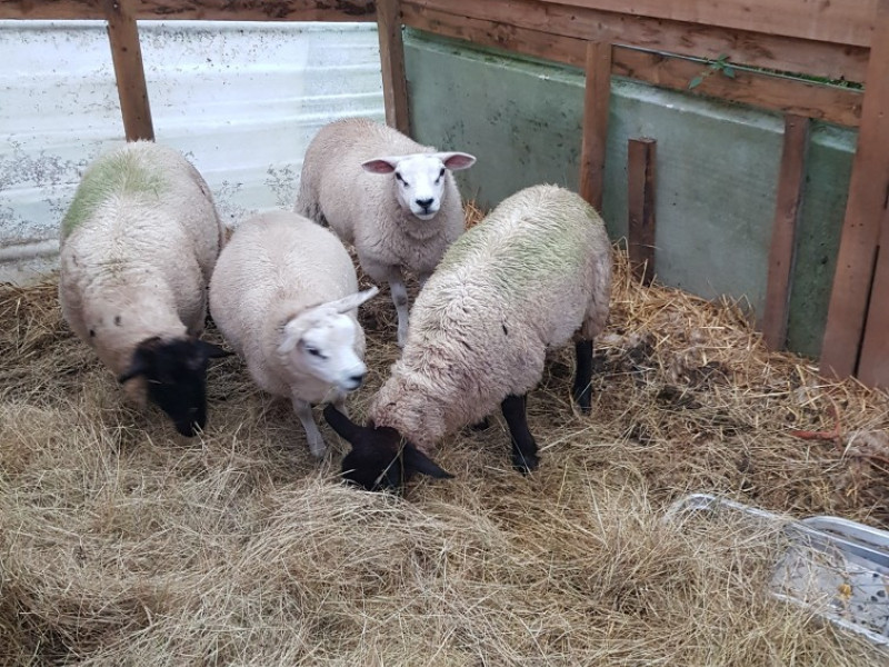 4 Texel, Suffolk Breeding Lambs - SellMyLivestock