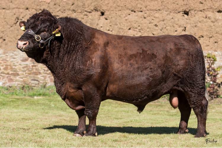 6 Pedigree Devon Red Breeding Bulls SellMyLivestock