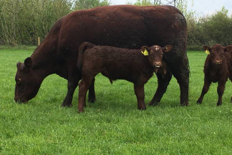 6 Pedigree Sussex Breeding Cows, Calves with Calves at Foot ...