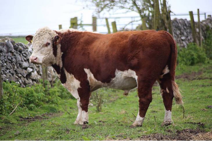 Stock For Sale - Hereford Cattle Society