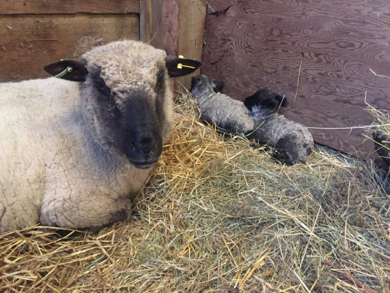 14 Pedigree Shropshire In-Lamb Breeding Ewes, Lambs, Rams - SellMyLivestock