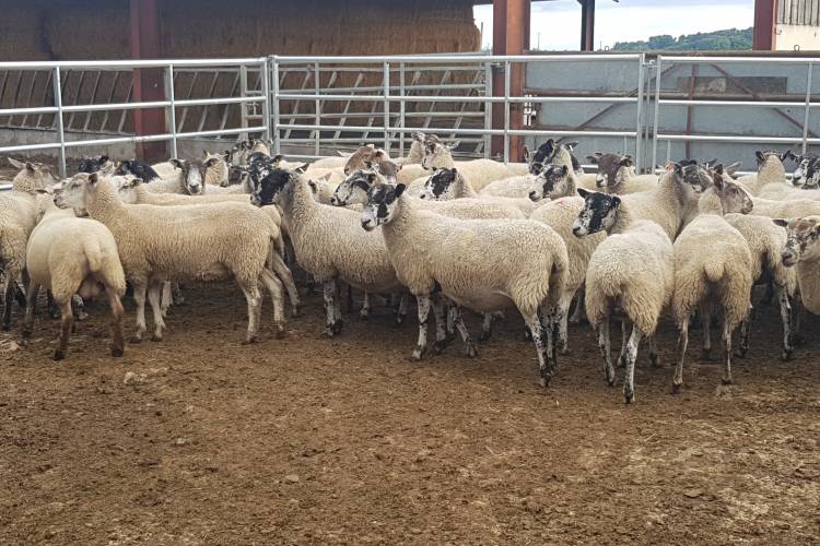 50 North of England Mule, Charollais, Texel Cross Breeding Ewes ...