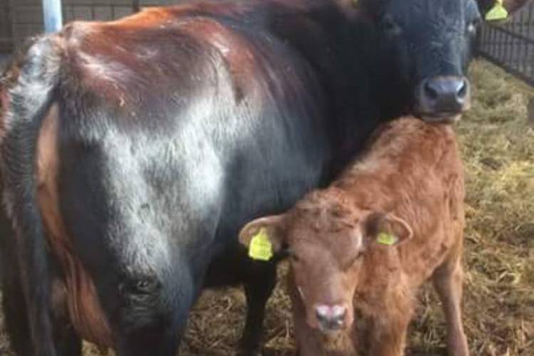 3 Jersey Cross Breeding Heifers with Calves at Foot - SellMyLivestock