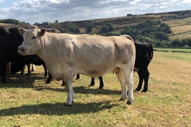 20 Aberdeen Angus, Limousin, British Blue Cross In-Calf Breeding Cows ...