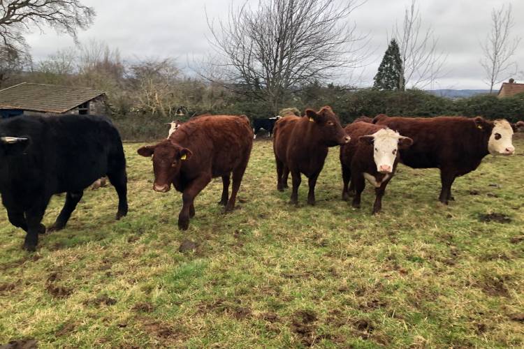 15 Devon Red, Hereford Cross Store Heifers, Steers - SellMyLivestock