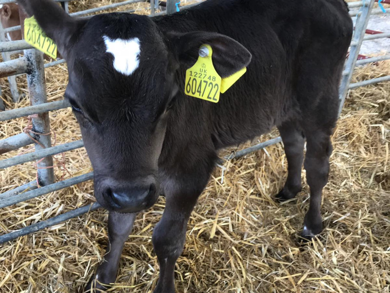 15 Jersey Cross Store Calves SellMyLivestock