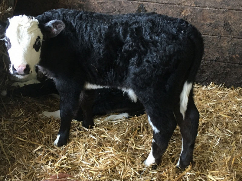 30 TB Res Hereford Cross Store Calves, Heifers, Steers SellMyLivestock