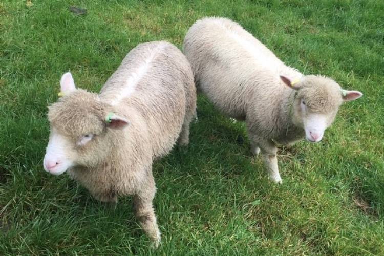 2 Dorset Horn & Poll Dorset Store Wethers SellMyLivestock