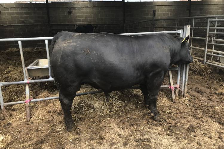 4 Pedigree Aberdeen Angus Breeding Bulls SellMyLivestock