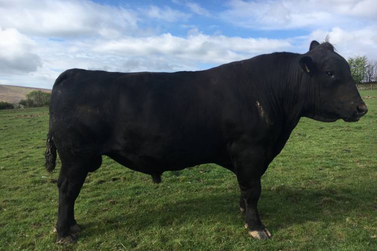 1 Pedigree Aberdeen Angus Breeding Bull - SellMyLivestock