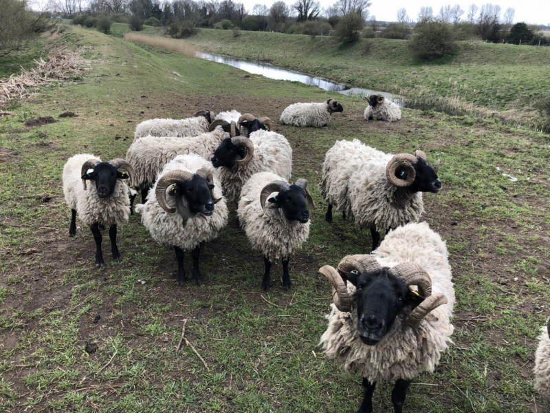 12 Pedigree Norfolk Horn Breeding Rams SellMyLivestock