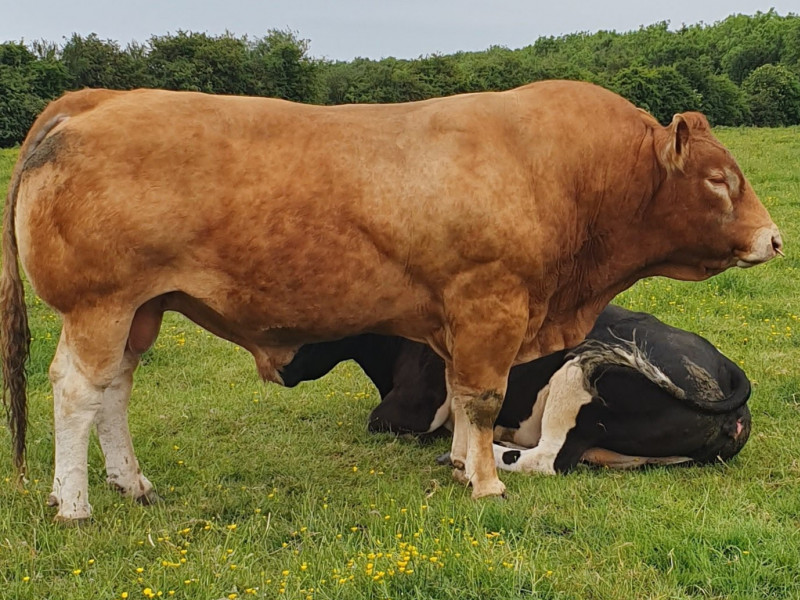 1 Pedigree Limousin Breeding Bull - SellMyLivestock