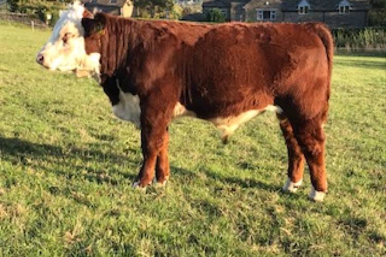 8 Pedigree Hereford Breeding Calves SellMyLivestock