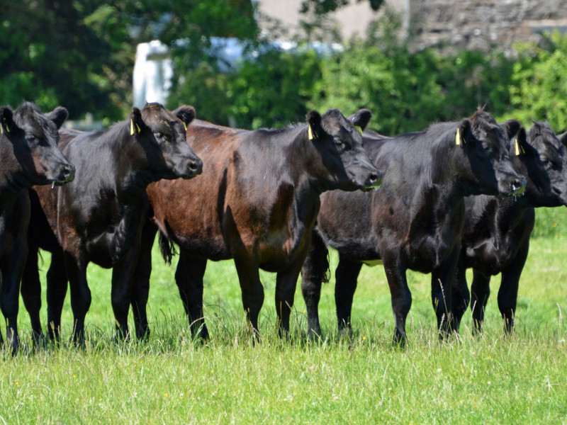 20 Beef Shorthorn, Aberdeen Angus Cross Breeding Heifers - SellMyLivestock