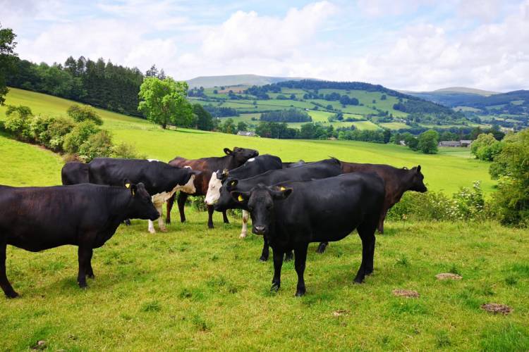 11 Aberdeen Angus, Hereford Cross Breeding Heifers - SellMyLivestock