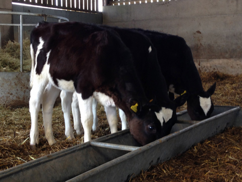 5 Pedigree Holstein Friesian, Holstein Breeding, Dairy Calves, Heifers SellMyLivestock