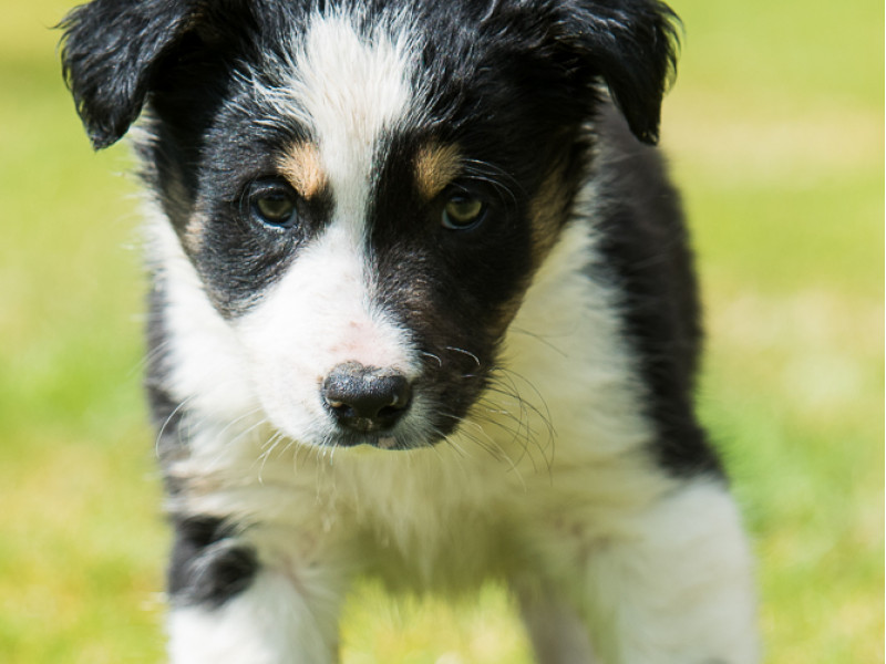 1 Huntaway x Border Collie (Male) - SellMyLivestock