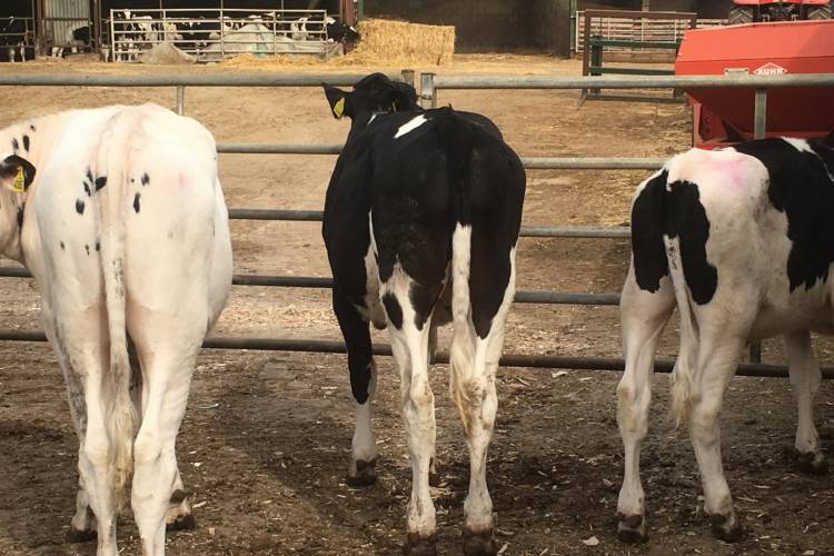 3 Holstein Friesian Store Steers SellMyLivestock