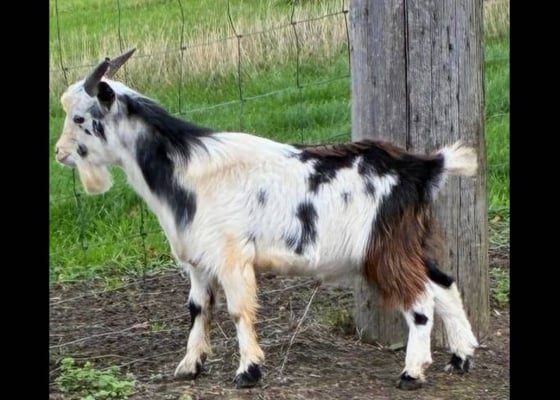 Nigerian Dwarf Goats for Sale, AVAILABLE AT LIVESTOCK FOR SALE USA