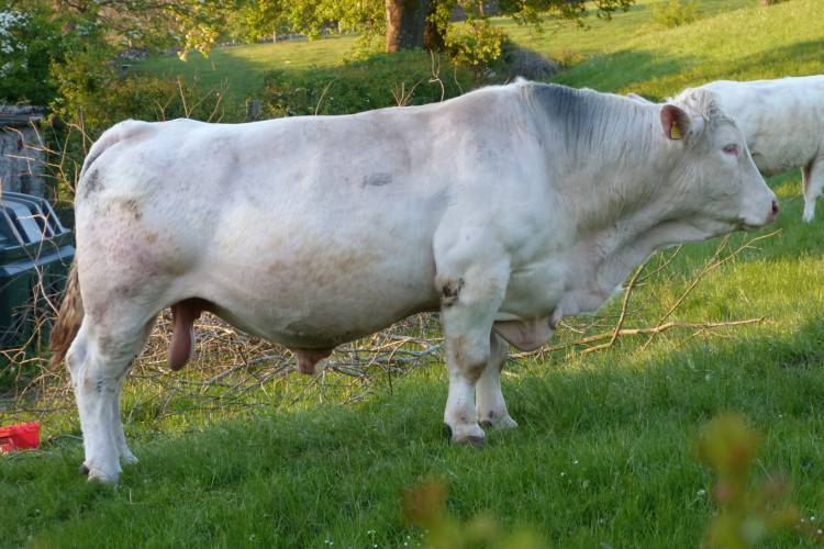 6 Pedigree Charolais Breeding, Store Bulls - SellMyLivestock