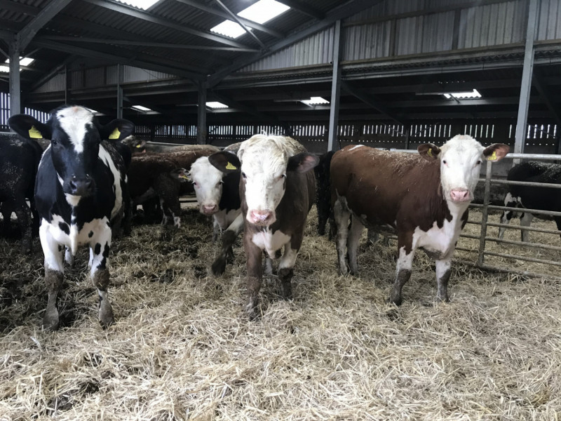 16 Simmental, Aberdeen Angus, Charolais, Hereford, British Blue Cross 