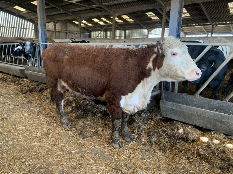 3 Hereford Cross In-Calf Breeding Cows - SellMyLivestock