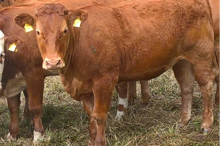 20 Limousin Cross Store Heifers - SellMyLivestock