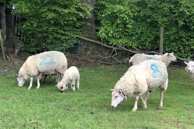 7 Lleyn Breeding Ewes with Lambs at Foot - SellMyLivestock