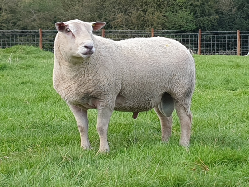 1 Pedigree Charollais Breeding Ram SellMyLivestock
