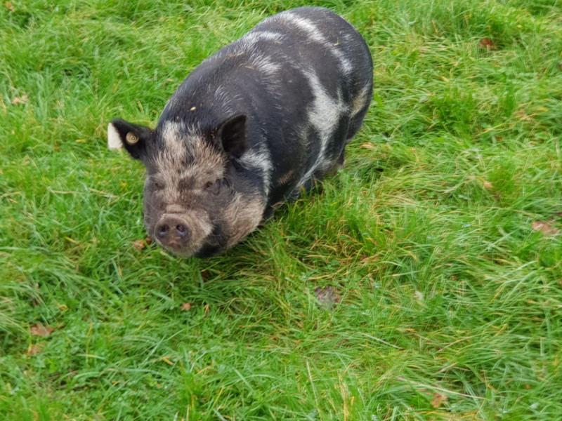 2 Organic Vietnamese Potbelly Growing Sows SellMyLivestock