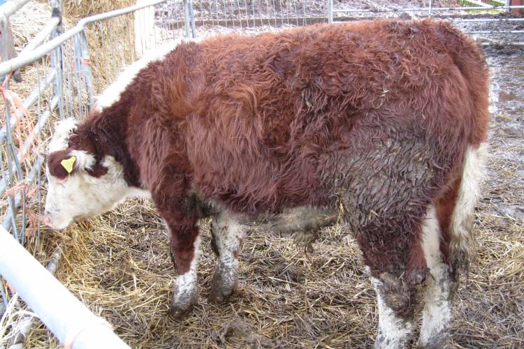 2 Hereford Cross Store Calves SellMyLivestock