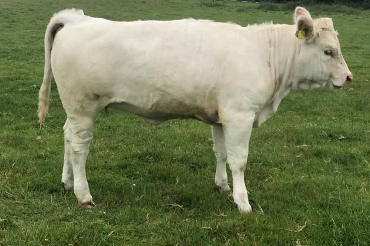 2 Charolais Cross Breeding, Store Heifers - SellMyLivestock