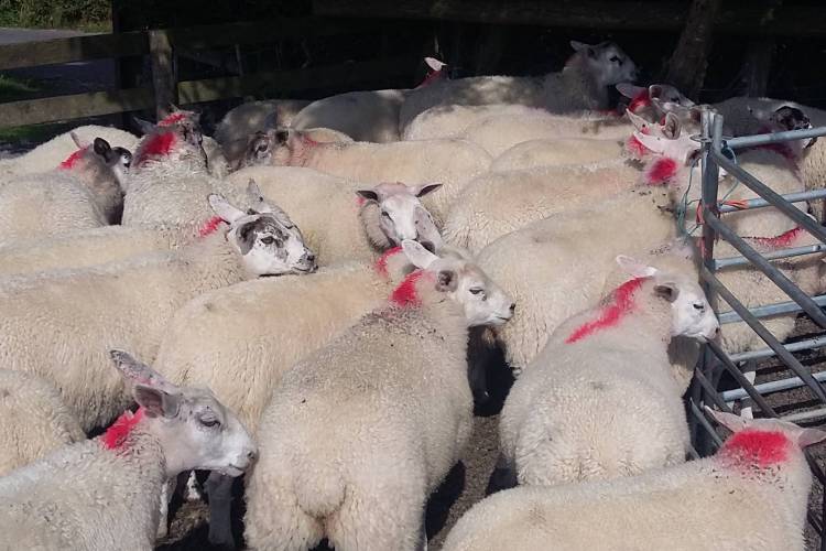 60 Texel Cross Breeding Lambs - SellMyLivestock